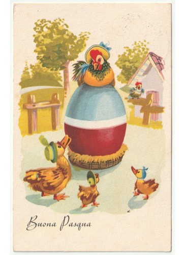 1954 uovo gallina anatre